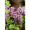 Syringa Meyeri Palibin Zwergflieder Lila 20–30 cm