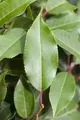 Prunus lusitanica 'Brenelia', Portugiesischer Lorbeer, immergrün, 40–60 cm