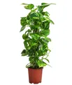 Dehner Zimmerpflanze Efeutute, Epipremnum aureum, kletternd, an Kratistestab gebunden, dekorative Grünpflanze mit hohem Luftfeuchtigkeitsbedarf