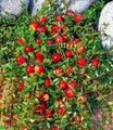 BALDUR Garten Obstpflanze Cranberry-Beere, 3 St., Selbstbefruchtend, winterhart, ertragreich, pflegeleicht