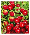 Cranberry-Beere, Moosbeere, 3 Pflanzen Vaccinium macrocarpon