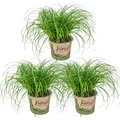 Bloomique - 3er-Set - Cyperus Zumula - Zyperngras - Zimmerpflanzen - Pflegeleicht - Haustierfreundlich - Höhe 20-30 cm - Topf 12 cm