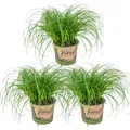 Bloomique - 3er Set - Cyperus Zumula - Katzengras Fertig Gewachsen - Zimmerpflan