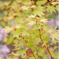 Japanischer Ahorn Sango Kaku 125-150cm - Acer palmatum