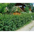 Cotoneaster,ucidus 40-60 cm