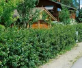 Pflanzen für Dich Gehölze Cotoneaster lucidus, 1 St., Glanzmispel, Glänzende Mispel