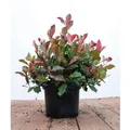 Photinia Fraseri Little Red Robin Glanzmispel Rot 40–60 cm