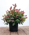 Pflanzen für Dich Gehölze Photinia fraseri Little Red Robin, 1 St., Glanzmispel, Rote Glanzmispel