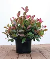 Photinia fraseri 'Little Red Robin', Glanzmispel, rot, 40–60 cm
