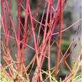 Roter Hartriegel 40-60cm - Cornus sanguinea