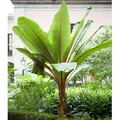 BALDUR Garten 2x Winterharte Bananen Pflanze 'rot', Pflanzen im 12 cm-Topf, Musa Basjoo Red Bananenpflanze, Bananenbaum, mehrjährige und winterhar...