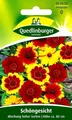 Schöngesicht - Mischung hoher Sorten, anspruchsloser Massenblüher - Blumen Samen