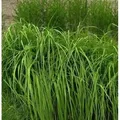 Riesen Pfeifengras Karl Foerster - Molinia arundinacea
