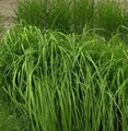 Riesen Pfeifengras Karl Foerster - Molinia arundinacea