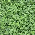 Freudenberger - Weißklee Trifolium Repens 10 Kg Kriechklee Saatgut Grünland Ausdauernd