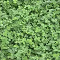 Weißklee Trifolium repens 10 kg Kriechklee Saatgut Grünland Ausdauernd