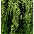 Hänge Buche 125-150cm - Fagus sylvatica Pendula