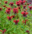 Indianernessel Squaw - Monarda didyma