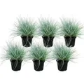 Exotenherz Blauschwingel-Gras Festuca Glauca Set mit 6 Pflanzen 9cm Topf