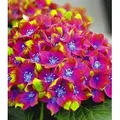 BALDUR Garten Zierstrauch Freiland-Hortensie 'SAXON® Schloss Wackerbarth', 1 St., Gartenhortensien, winterhart, pflegeleicht rosa