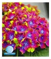 BALDUR Garten 1x Freiland-Hortensie 'SAXON® Schloss Wackerbarth', Pflanze im 9x9 cm-Topf, Hydrangea macrophylla, Garrtenhortensie winterhart, pflegeleicht, für Standort im Schatten geeignet, blühend