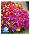 Freiland-Hortensie 'SAXON® Schloss Wackerbarth', 1 Pfl. Hydrangea macrophylla