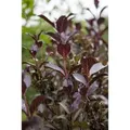Weigela Florida Weigelie 60-80 cm
