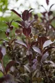 Pflanzen für Dich Gehölze Weigela florida Purpurea, 1 St., Weigelie, Glockenstrauch