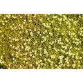 Sagina Subulata Aurea Moos-Steinbrech Goldgrün Ca. 9x9 cm Topf