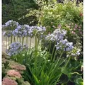 Liebesblume Schmucklilie Twister - Agapanthus africanus