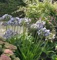Liebesblume Schmucklilie Twister - Agapanthus africanus - lebende Gartenpflanze aus den Baumschulen