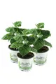 Enseleits 3er Set Andenbeere (Physalis peruviana), frische Kapstachelbeere Pf...