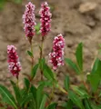 Schneckenknöterich Superba - Persicaria affinis - lebende Gartenpflanze aus den Baumschulen