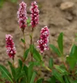 Schneckenknöterich Superba - Persicaria affinis