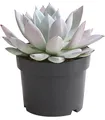 Dehner Sukkulente Echeverie Mexican Giant, 15-25 cm inkl. Pflanztopf, Ø Topf 17 cm, zartrosa-blaue Sukkulente mit rosettenförmigem Wuchs