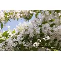 Kolkwitzia Amabilis Kolkwitzie Rosa Blüten 60–100 cm