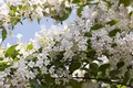Kolkwitzia amabilis 60-100 cm - Kolkwitzie, rosa Blüten, Blütezeit Mai-Juni, ideal für Hecken, bienenfreundlich, pflegeleicht und winterhart