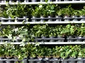 gruenwaren jakubik 25 Stück Efeu Hedera helix 20-35 cm Heckenpflanze winterhart Kletterpflanze Hecke Sichtschutz blickdicht