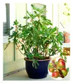 BALDUR Garten 1x Mini Feigenbaum Little Miss Figgy, Pflanze im 9x9 cm-Topf, für windgeschützen Standort, Naschgarten, winterhart, trockenresistent, Ficus carica, niedrig bleibende Zwerg-Feige