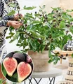 BALDUR Garten Feigenbaum Mini Feigenbaum 'Little Miss Figgy®', 1 St., Selbstbefruchtend, winterhart, mehrjährig, pflegeleicht