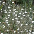 Kranz Lichnelke Alba - Lychnis coronaria