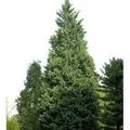 Leyland-Zypresse Pyramidalis 100-125cm - Cupressocyparis,eylandii