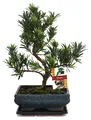 Bonsai Steineibe - Podocarpus macrophyllus - ca. 8 Jahre