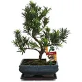 Exotenherz Bonsai Steineibe Podocarpus Macrophyllus ca. 8 Jahre