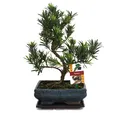 Exotenherz - Bonsai Steineibe - Podocarpus macrophyllus - ca. 8 Jahre