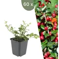 Plants by Frank | 60 Zwergmispel Pflanzen | Cotoneaster Dammeri | Bodendecker | Winterhart | Mehrjährig | Stauden | Gartenpflanzen