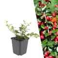 Plants by Frank | 60 Zwergmispel Pflanzen | Cotoneaster Dammeri | Bodendecker Winterhart Mehrjährig | Stauden | Teppichmispel | Immergrün | Gartenpflanzen