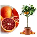Meine Orangerie Obstpflanze Blutorangenbaum Citrus Sinensis 'Tarocco', echte Blutorange, professionell veredelter und fruchtreifer Zitrusbaum 26 cm