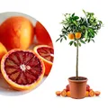 Blutorangenbaum Tarocco Grande - echte Blutorange - Zitruspflanze - Blood Orange - veredelter Apfelsinenbaum in Gärtner-Qualität (Tarocco, Grande)