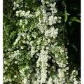 Myrtenaster Schneetanne - Aster ericoides